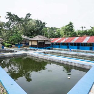 Kolam Ikan