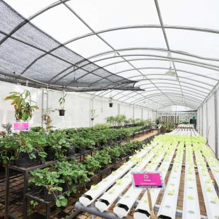 V-Garden